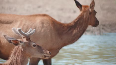 young male red deer with short horns in the river, well matured female red deer drinking water in the river with its baby-young male red deer with the four short horns