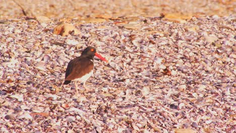 cinematic camera view of single magellanic oystercatcher bird standing on one leg on sandy shore and walks away