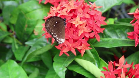 butterfly interacting with vibrant red ixora flowers.