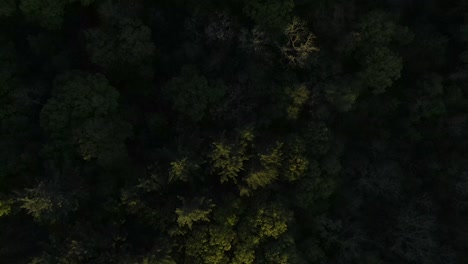 birds eye view aerial over treetops as the sunset is illuminating the tops of the trees