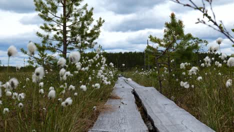 Wind-waving-flowers-at-national-park