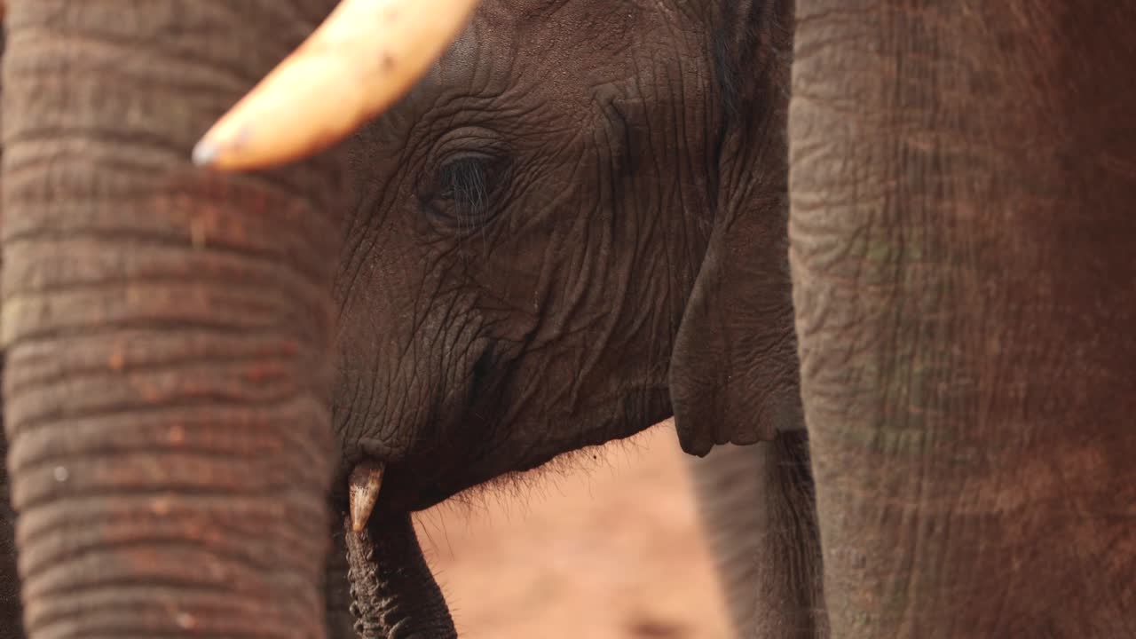un elefante cachorro comiendo junto con su familia en un safari de kenia, áfrica oriental