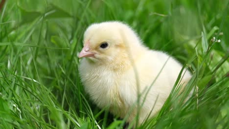 A yellow chick in the grass