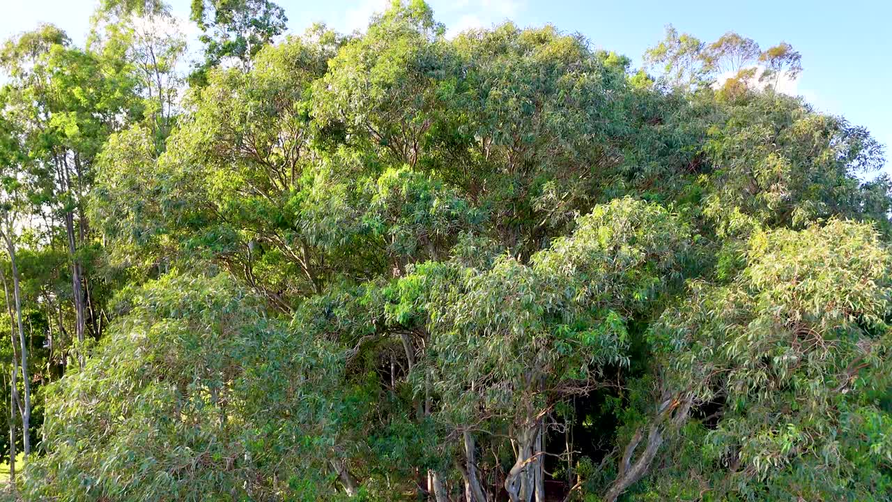Aerial view of dense tree canopy in a Gold Coast park, showcasing vibrant greenery and natural beauty under bright daylight
