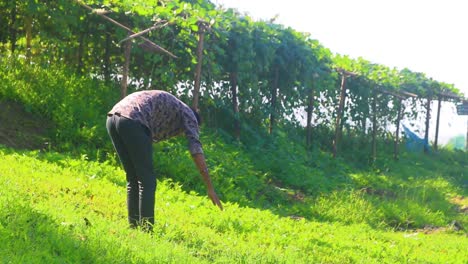 Young-farmer-clearing-dangerous-plants-from-green-grass,-handheld