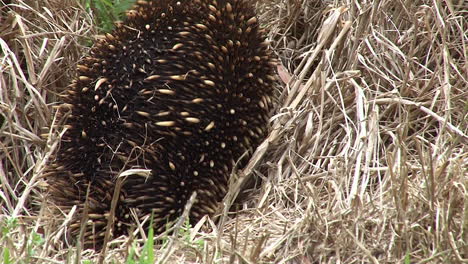 Un-Oso-Hormiguero-Australiano-Deambula-Por-El-Monte-2