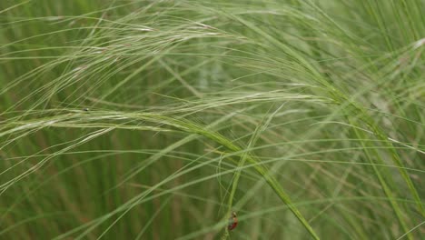 Ladybug-climbs-on-high-grass-swaying-in-the-wind,-closeup