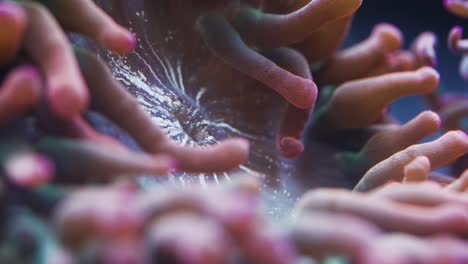 Makroaufnahme-Des-Anemonenmauls-Im-Salzwasseraquarium