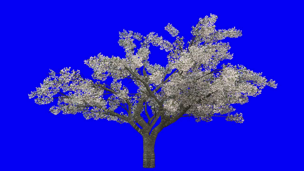 3D cherry tree blossom with wind effect on blue screen 3D animation