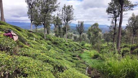 tea pickers work amidst the lush greenery of bandarawela's tea plantation in sri lanka, surrounded by beautiful hillside scenery under a cloudy sky.
