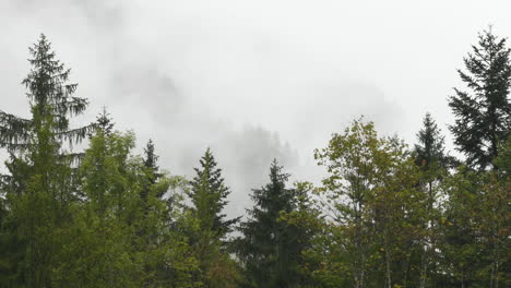 rainy day in alpine valley with low clouds, logarska dolina, slovenia, clouds and fog slowly moving behind trees, unpredictable mountain weather, danger for hikers and climbers, hd, pan to right