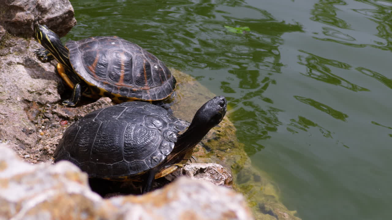 Turtles sunbathing on some rocks