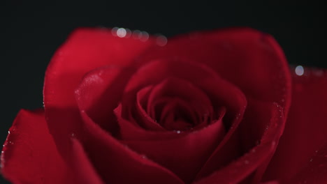 macro red rose with water droplets rack focus and bokeh on dark background