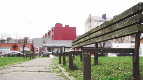 ラトビアの通りに捨てられたベンチとカモメが道を通り過ぎる