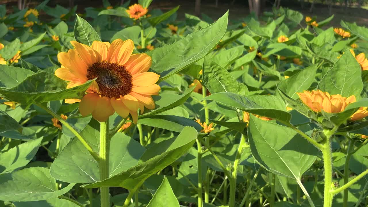Close up one big Sunflower's head in the garden under warm sunlight with space.
