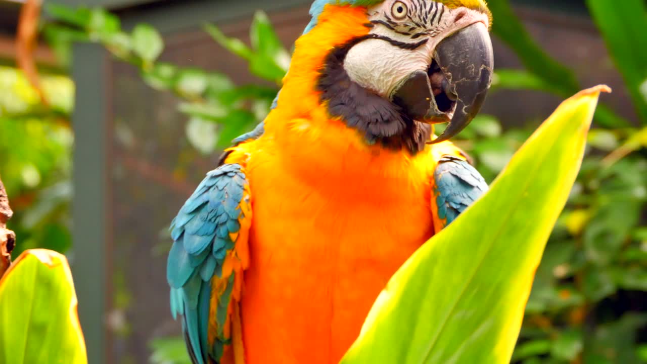 papagaio guacamayo de 4k de cerca, follaje de la jungla en la percha