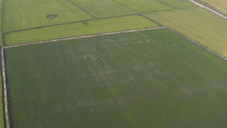 wide aerial of lush green rice paddies in cambodia with flock of white bird flying