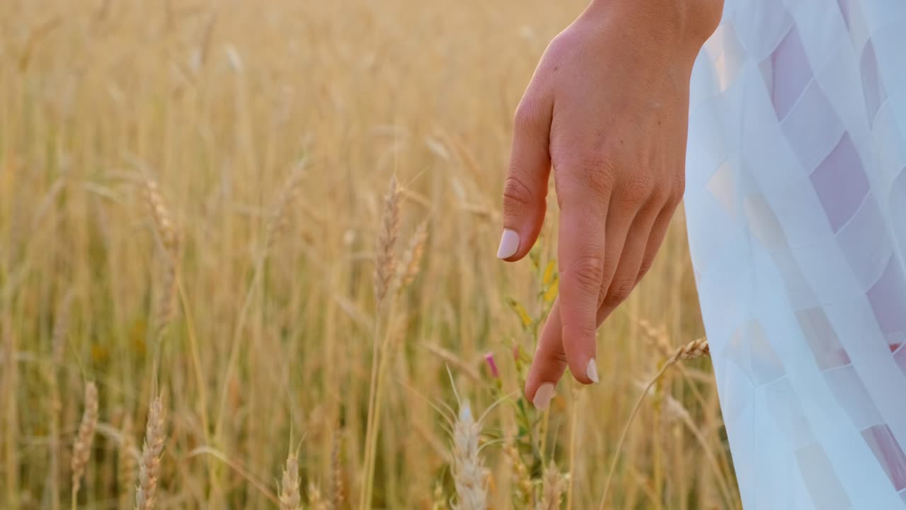 mujer caminando por un campo de trigo al atardecer