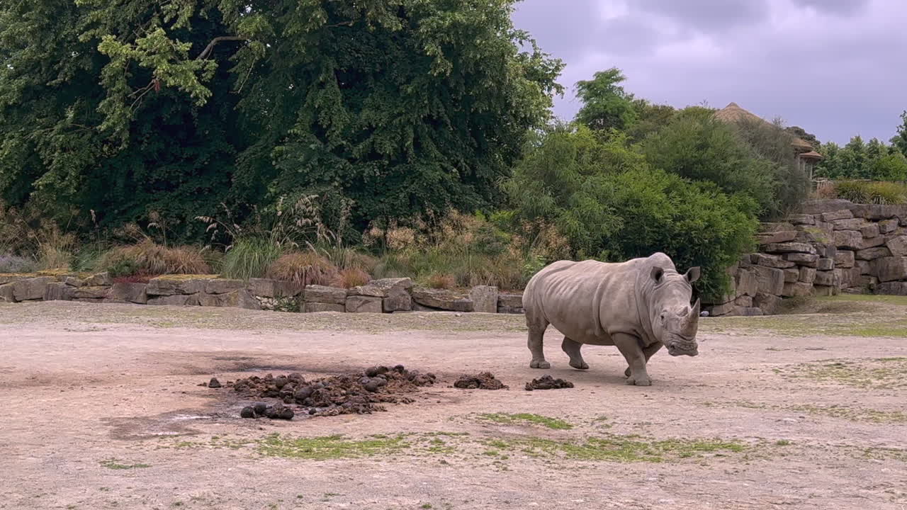 majestuoso rinoceronte blanco camina en el recinto natural en el zoológico de dublín, irlanda