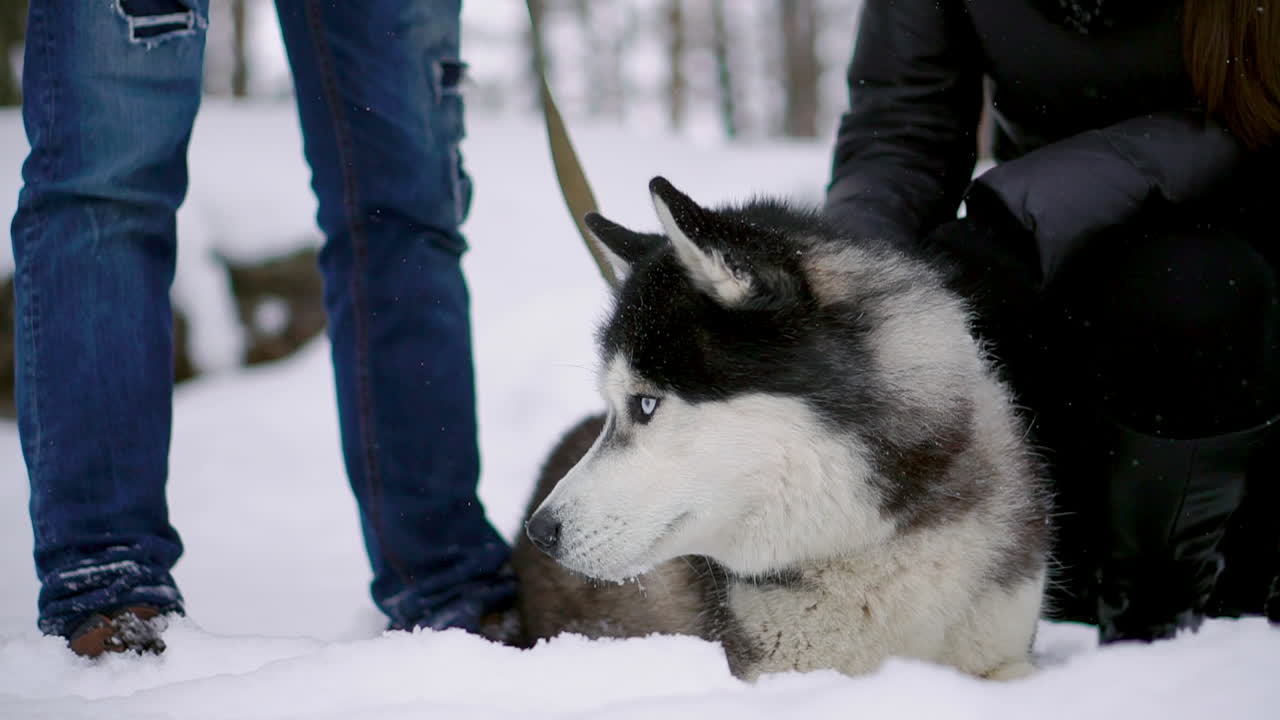 Family portrait of cute happy couple hugging with their alaskan malamute dog licking man's face. Funny puppy wearing santa christmas deer antlers and kissing woman. Freedom lifestyle pet lovers.