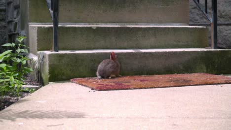 Wildkaninchen-Sitzt-In-Der-Nähe-Der-Haustreppe.-Kleines-Kaninchen-In-Der-Nähe-Von-Betontreppen