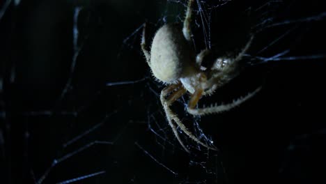 Kugelweberspinne,-Die-Beute-Im-Netz-Frisst-Und-Bewegt,-Nachtaufnahme-Aus-Nächster-Nähe,-Makro