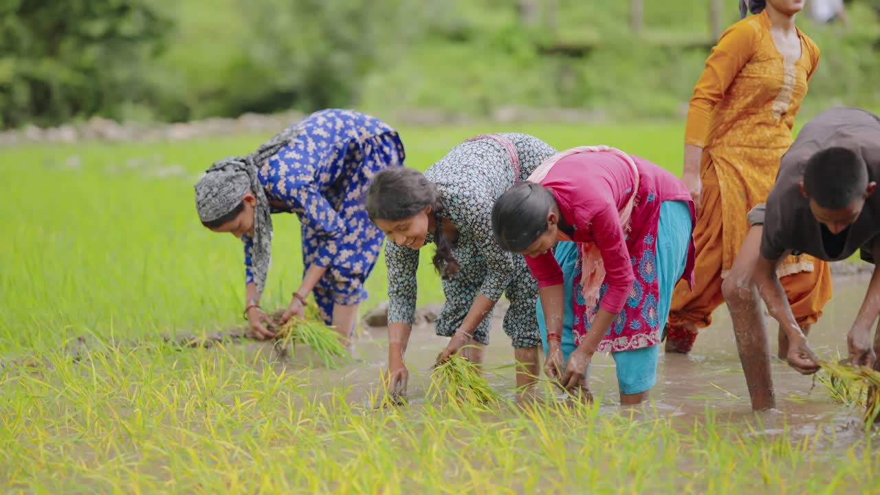 Woman in paddy field planting rice and beaming at camera under cloudy sky, 4k video