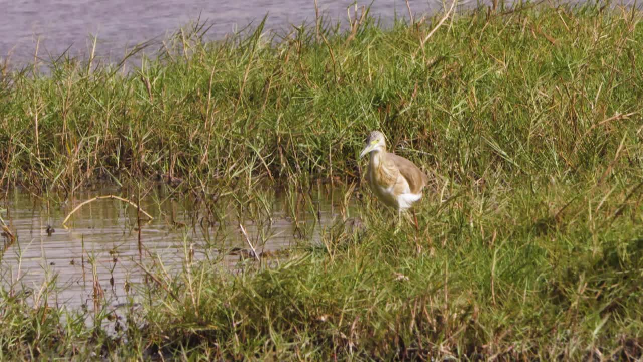Squacco heron standing still in wetland grass near shallow water in daylight