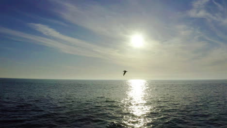 coastal scene with seagull