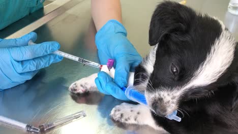 veterinary blood draw on puppy