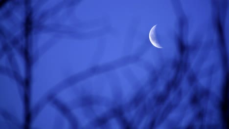 Luna-Creciente-Crepuscular-Iluminada-En-El-Cielo-Azul-A-Través-De-Ramas-De-árboles