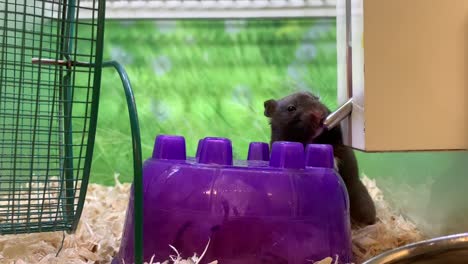 thirsty pet hamster drinking water out of a non chew-able water bottle dispenser