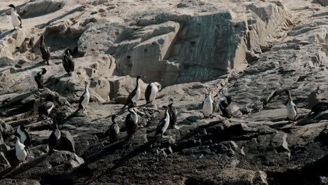 colony of cormorants in the beagle channel, ushuaia, tierra del fuego, argentina - drone shot