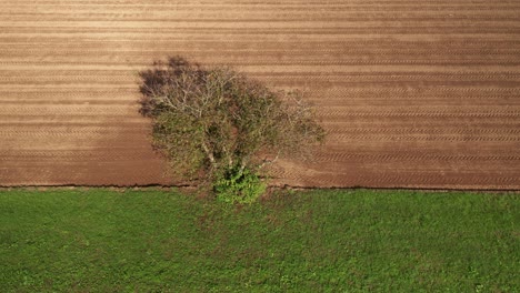lone tree in farmland, green meadow and brown, ploughed field, aerial view, serenity, peace and tranquil scene, rural landscape birds eye view