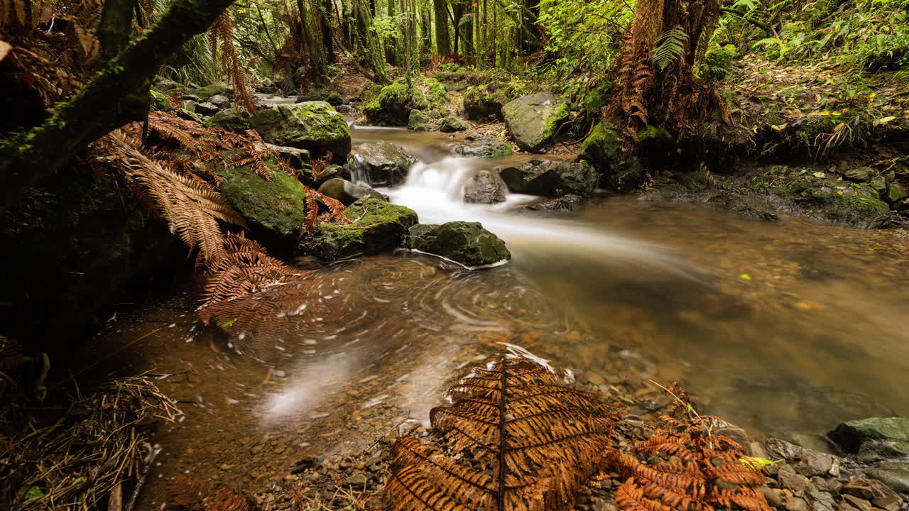 Time Lapse of a New Zealand river in the forest with lush green and brown foliage