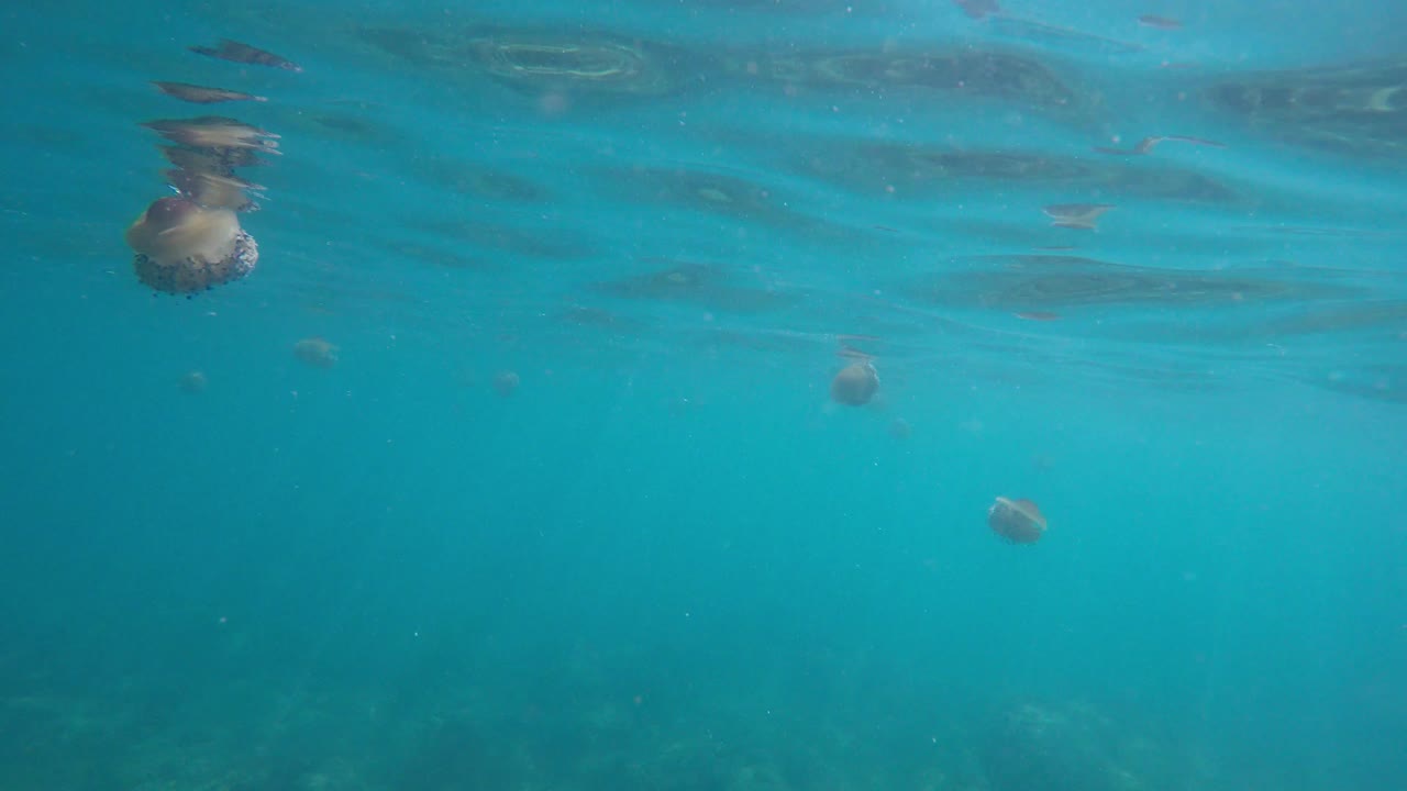 청록색 물로 해수면 옆에서 자유롭게 수영하는 계란 후라이 해파리 군집