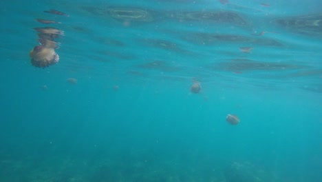 colony of fried egg jellyfish free swimming next to sea surface with turquoise water