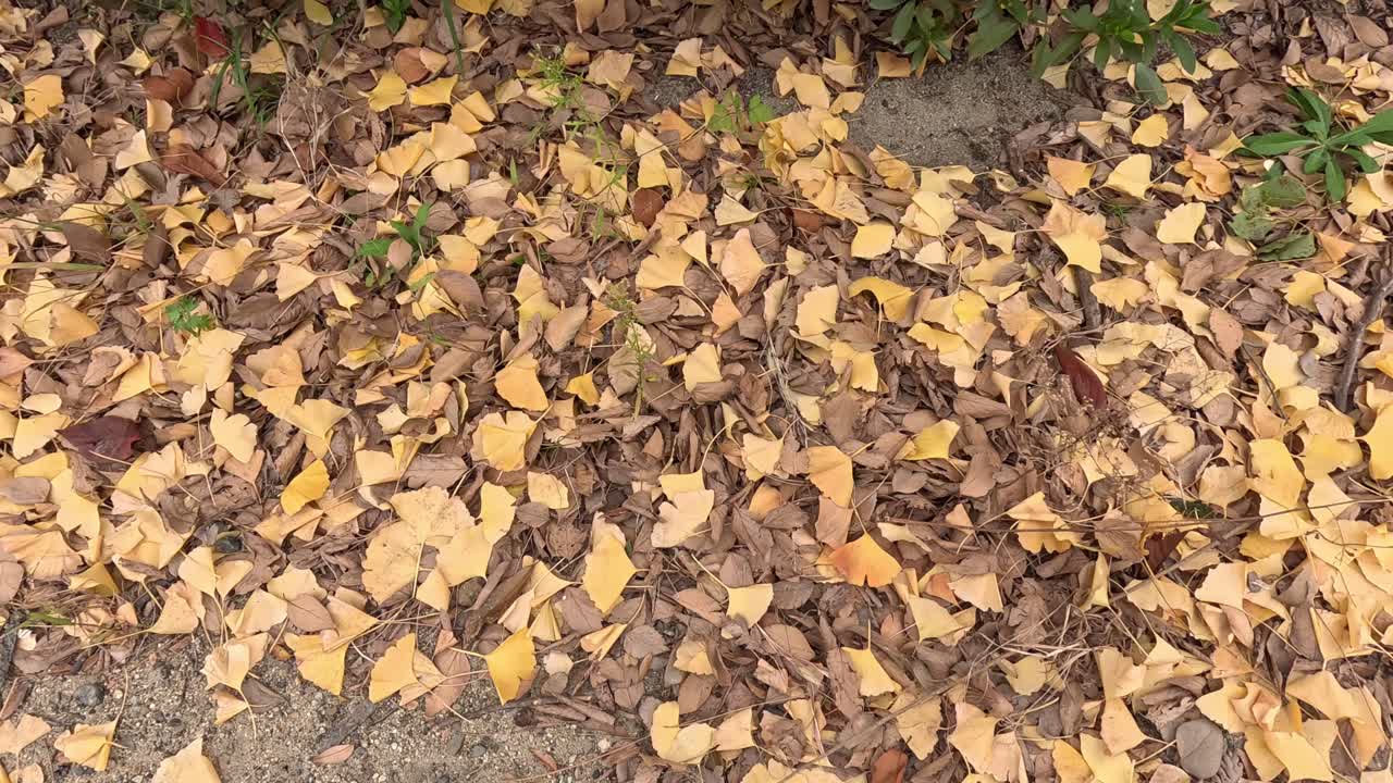 Foglie cadute che coprono il suolo della foresta