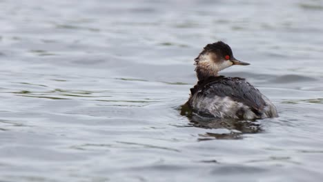 Black-necked-Grebe,-Podiceps-nigricollis