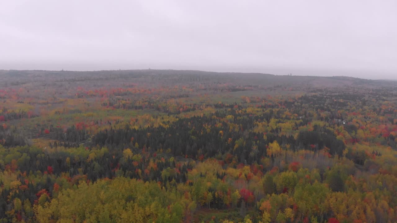 una vista de 360 de un gran bosque con muchos árboles cambiando colores de las temperaturas frías afuera