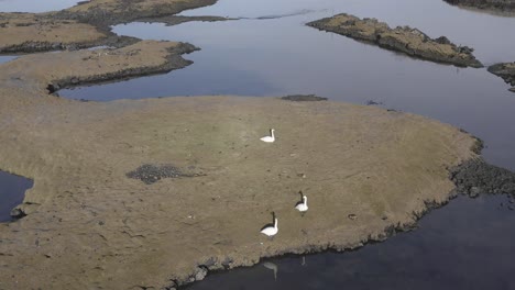 Weiße-Schwäne-An-Der-Küste-Von-Island-Mit-Ruhigem-Wasser,-Antenne