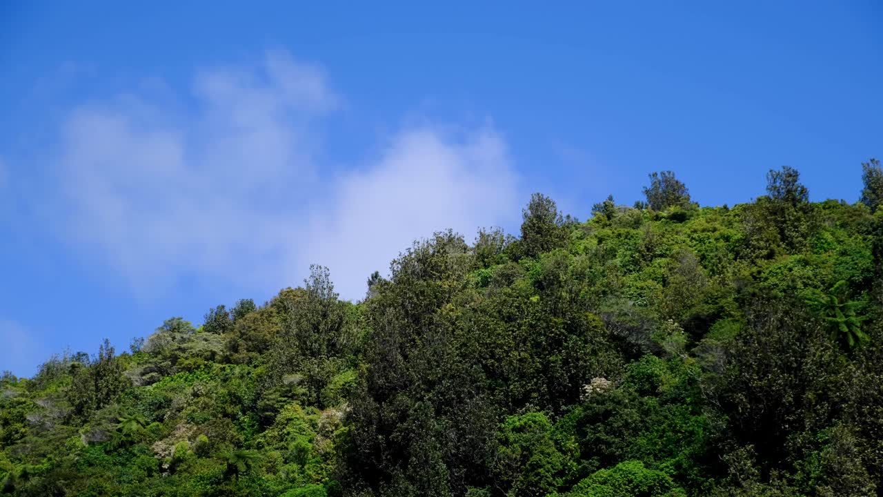 Fast moving clouds and shadows over forest trees on windy day in Wellington, New Zealand Aotearoa