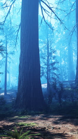 tall redwood trees in a misty forest