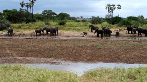 panning shot revealing a big family of african elephants standing together in muddy terrain of the savannah