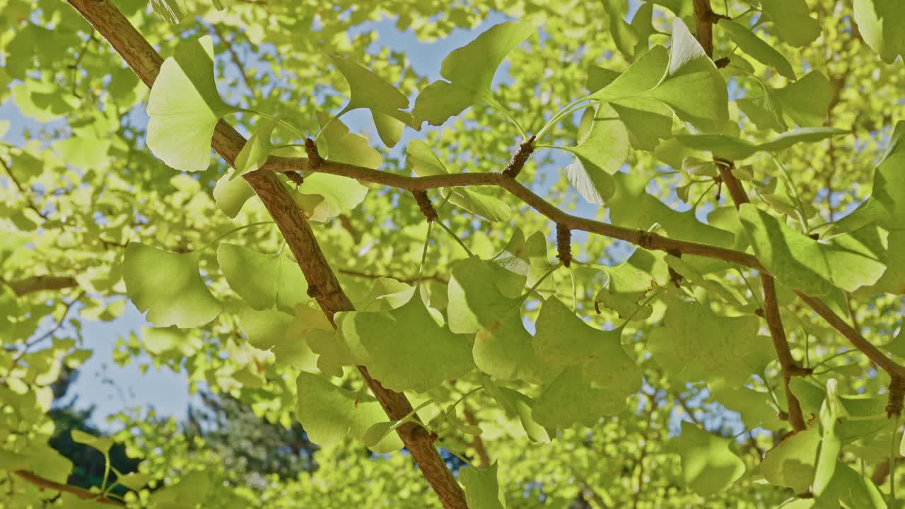 Detailed view looking up at the thin branches and signature bright green, fan-shaped Ginkgo leaves against a blue sky