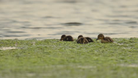 Patitos-Nadando-Entre-Algas-Verdes-En-Un-Lago-Sereno