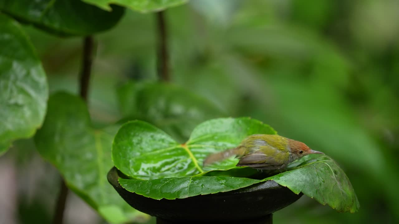 올리브 뒷받침 된  ⁇ 리 새 는 초록색 잎 에 있는 물 에서 놀고 있다