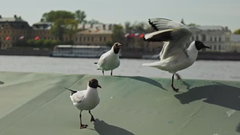 seabirds on the background of a beautiful ancient city