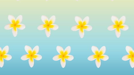 composition of rows of white and yellow flowers moving on blue background