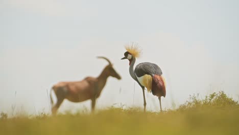 slow motion shot of grey crowned cranes and topi standing close, beautiful african wildlife, living close together in maasai mara national reserve, kenya